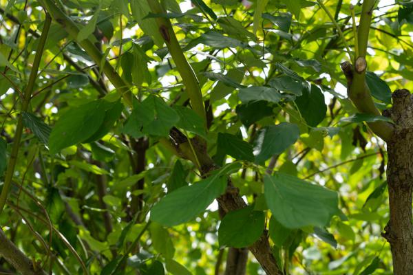 红瑞木的病虫害及其防治