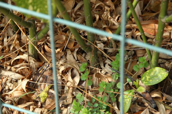 洒金榕常见病虫害防治