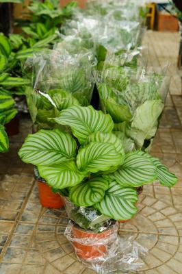 圆叶竹芋的病害防治