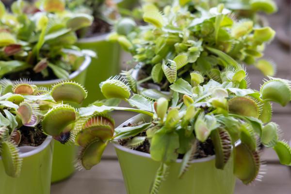 捕蝇草叶软脱水病防治