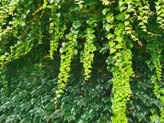 爬山虎的病害防治大全