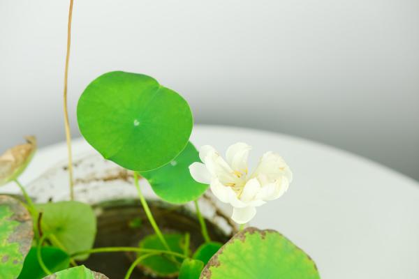 碗莲长毛是怎么办？