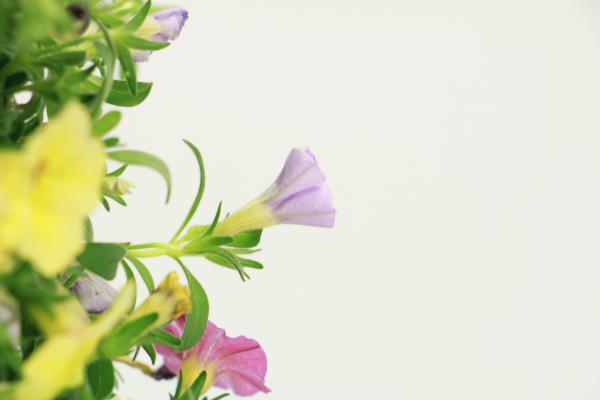 百万小铃常见病虫害防治