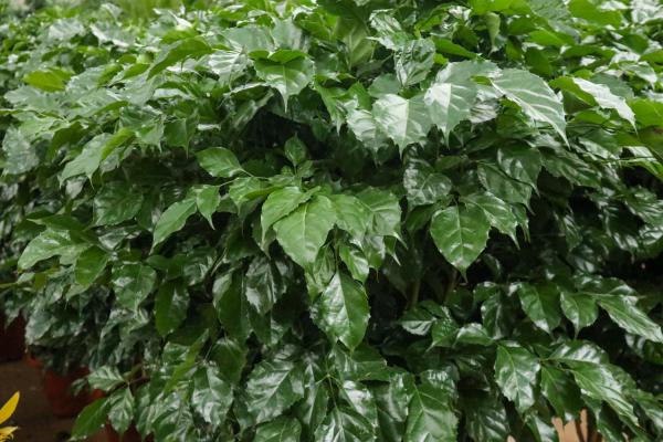 绿宝树掉叶子的原因以及解决办法，掉叶子还会长吗