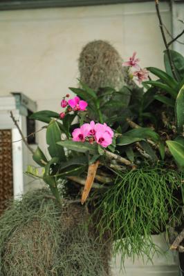 蝴蝶兰叶子开裂是什么原因，叶子褶皱变软