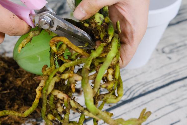 蝴蝶兰叶片有黏液是怎么回事，有黏液水株怎么办