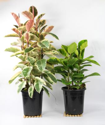 橡皮树长得太高怎么办,怎么修剪