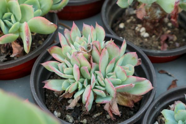 多肉化水是什么原因，怎么补救