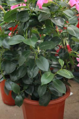 飘香藤掉叶子怎么回事,怎么办