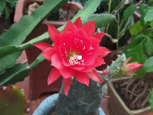 令箭荷花叶子软怎么办，叶子发蔫是怎么回事