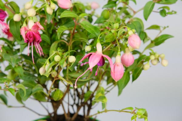 倒挂金钟掉花苞怎么回事，怎么办