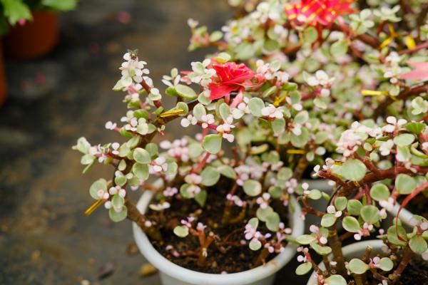 雅乐之舞叶子变皱掉落怎么回事,怎么办