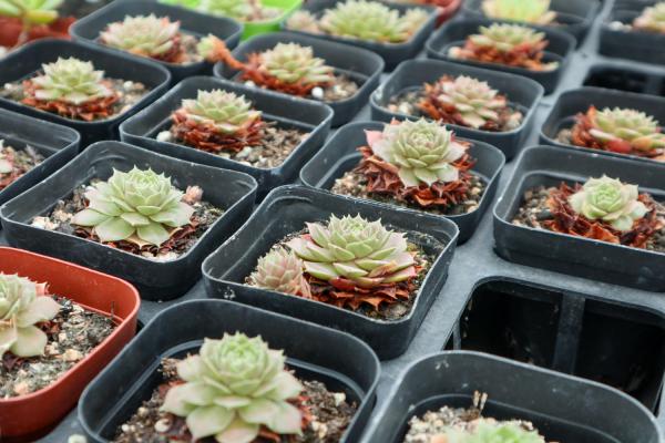 多肉掉叶片是什么原因,怎么办