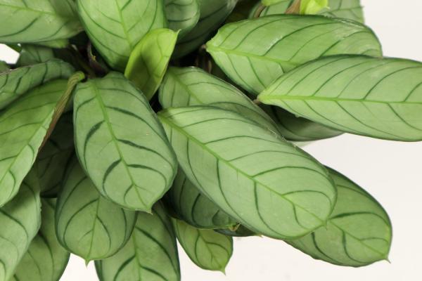 青苹果竹芋叶子焦边怎么办