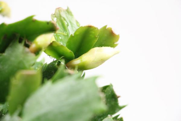 蟹爪兰叶子发红为什么