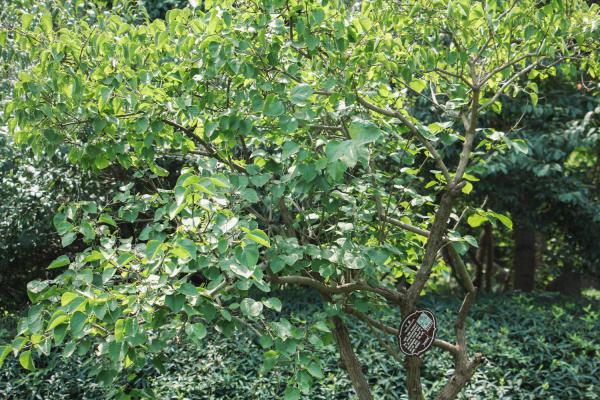 丁香花叶子发蔫怎么回事，叶子发蔫怎么办