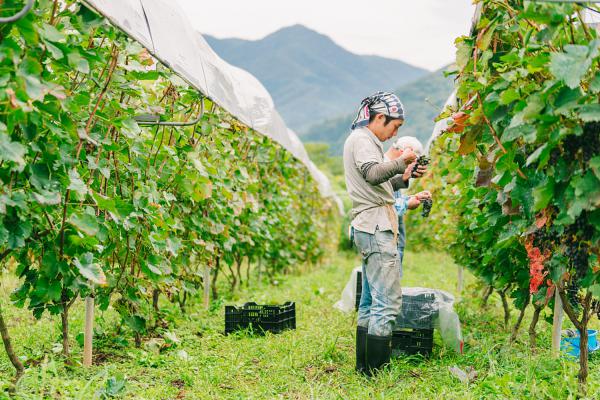 葡萄黄叶病有几种,治疗方法