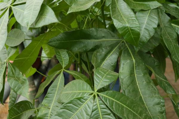 发财树树干顶端干枯变软怎么办,可以锯掉吗