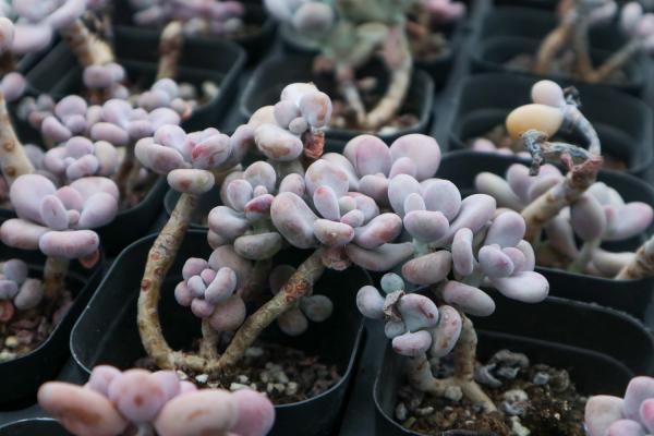 桃蛋叶子化水抢救