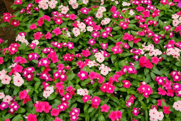 长春花叶子朝下卷的原因