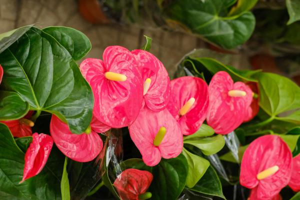 红掌的叶子出油是怎么回事