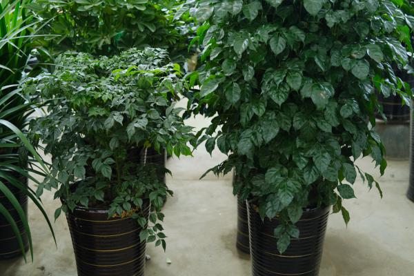 绿宝掉叶子是怎么回事