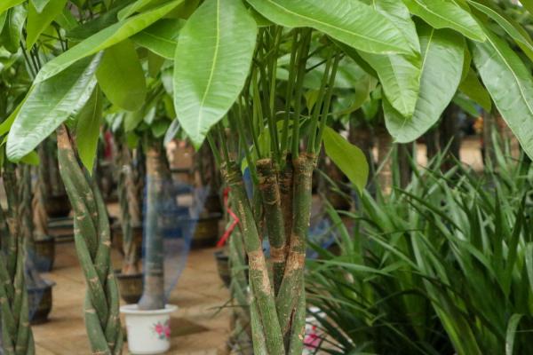 发财树叶子卷曲是什么原因