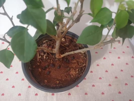 三角梅不发新芽怎么办