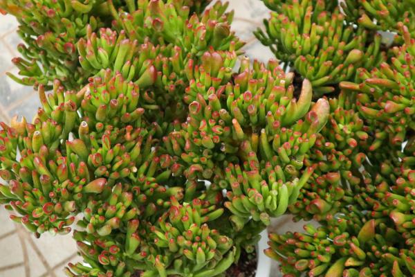 吸财树叶子变软变皱怎么办