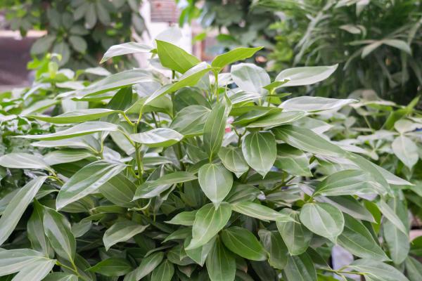 平安树怎么救活