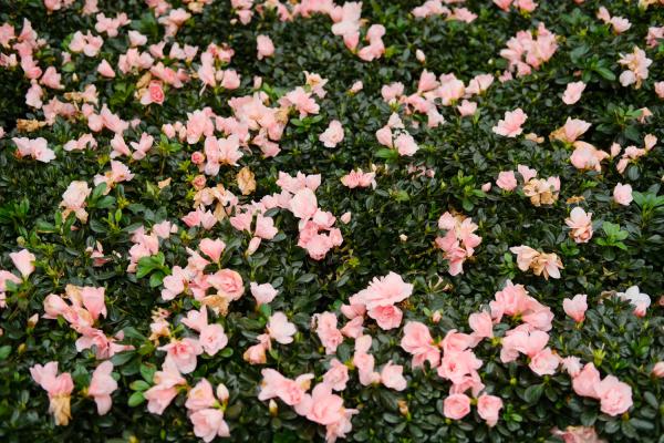 杜鹃花干枯掉怎么救,干枯的杜鹃花能活吗?