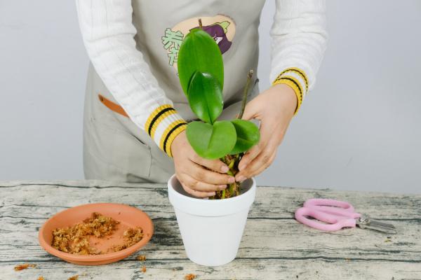 蝴蝶兰叶子发黑怎么办