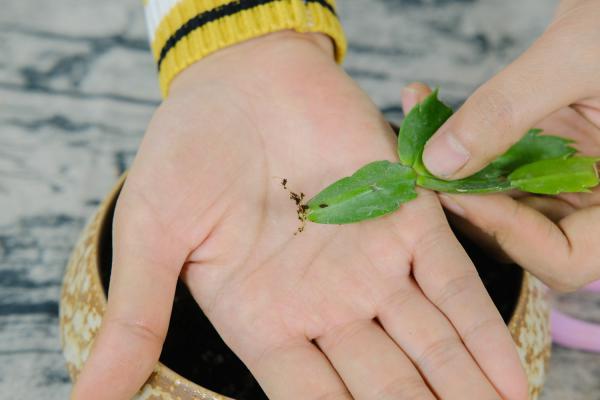 蟹爪兰叶子发软有褶皱怎么办