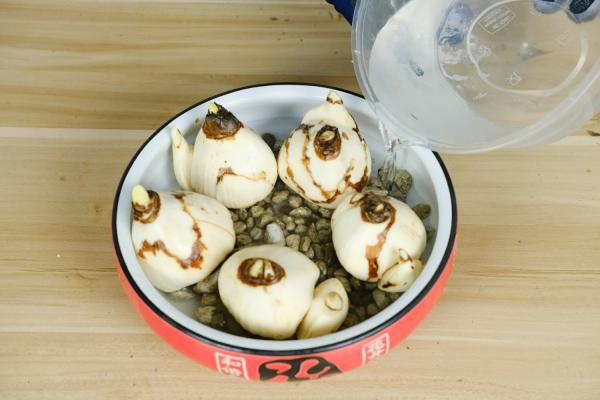 水仙倒伏怎么办