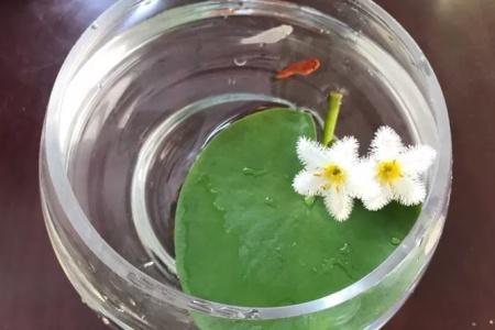 一叶莲叶子腐烂怎么办