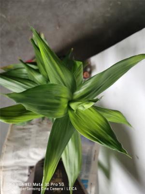 水养富贵竹杆突然发黄,不要慌,1招就变绿