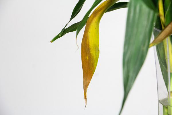 富贵竹杆子发黄怎么办,如何急救