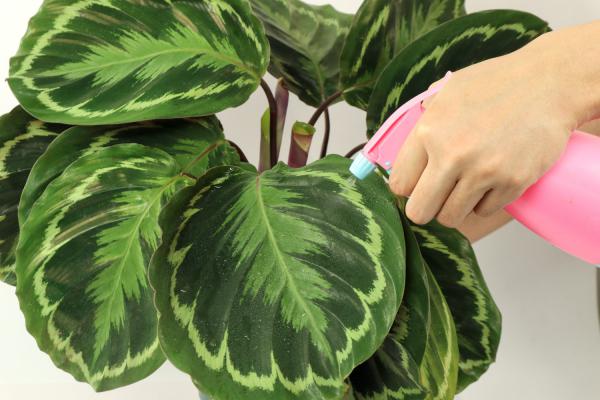 青苹果竹芋叶子耷拉下垂怎么办