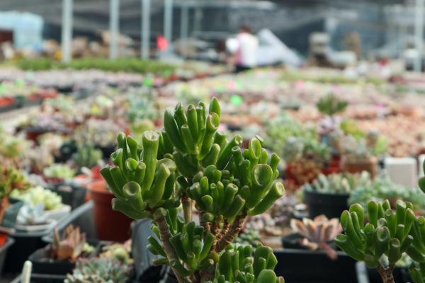 吸财树叶子蔫了怎么办