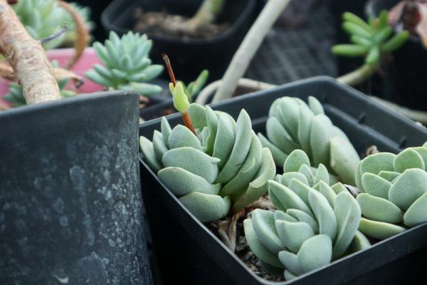 多肉吸财树叶子变软变皱怎么办