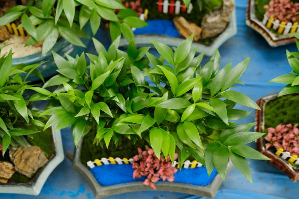 竹柏干枯了还能救活吗