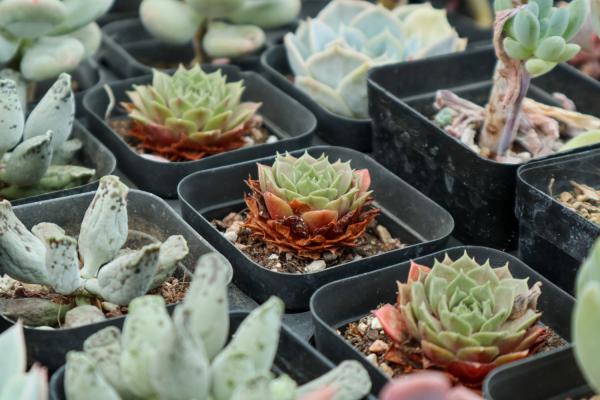 佛珠多肉烂了怎么办,喜水吗?