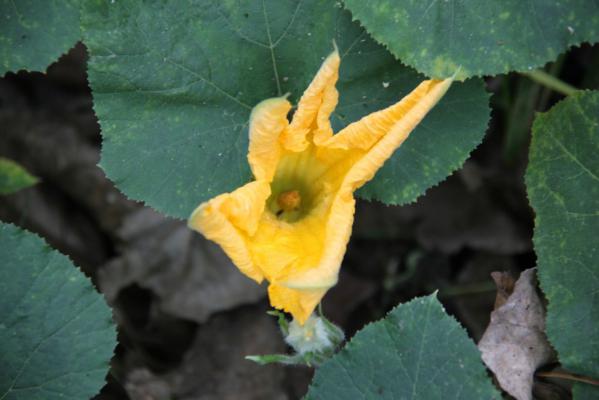 丝瓜为什么不结果