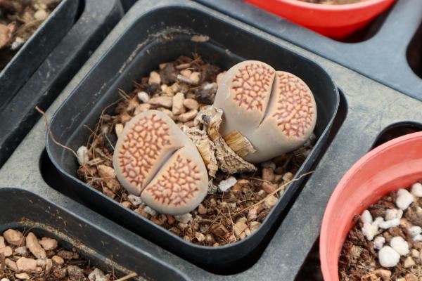 生石花化水了怎么办