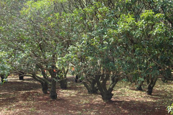 盆栽桂花干叶子怎么办