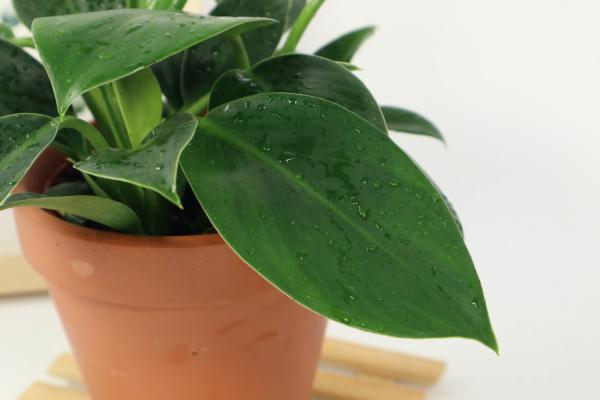 金钻叶子外卷怎么办