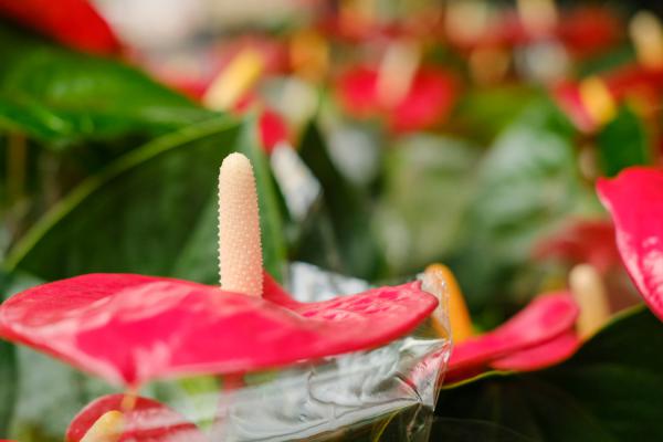 红掌的花变黑了怎么办