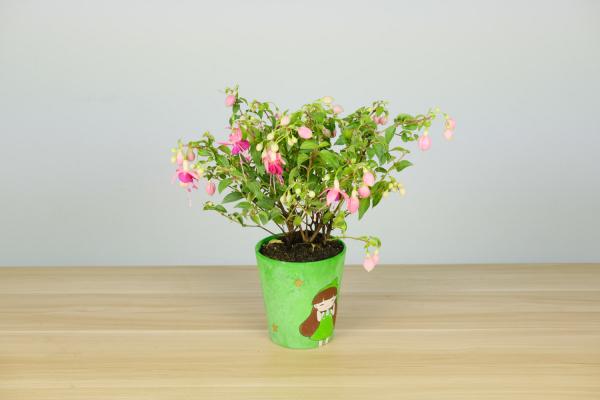 倒挂金钟掉花苞怎么办