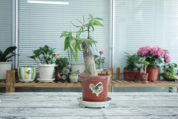 发财树顶部烂了怎么办