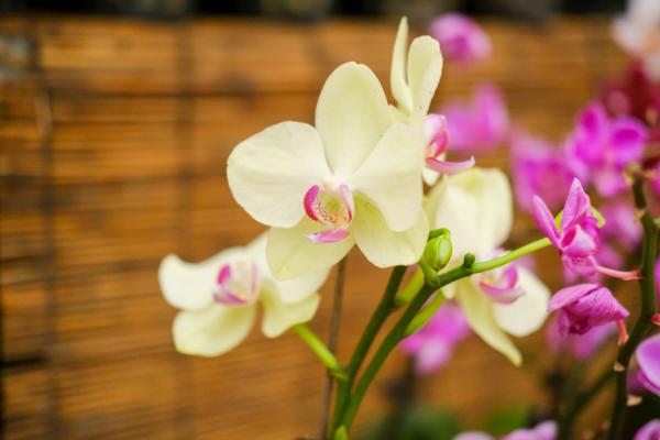 蝴蝶兰的花蔫了怎么办